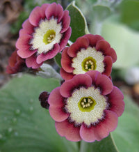Brown Primula Auricula Flower seeds for Planting - Pollinator Friendly, Heirloom & GMO Free Seeds for Home Garden