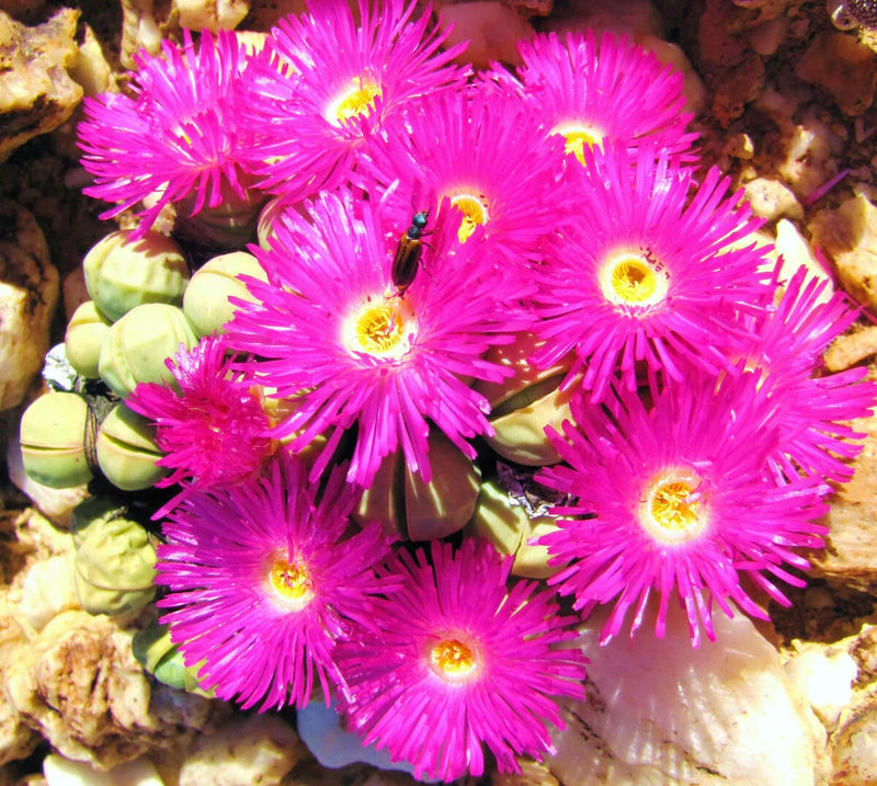 Pink Argyroderma Flower seeds for Planting - Garden Favorite, Heirloom & GMO Free Seeds for Home Garden