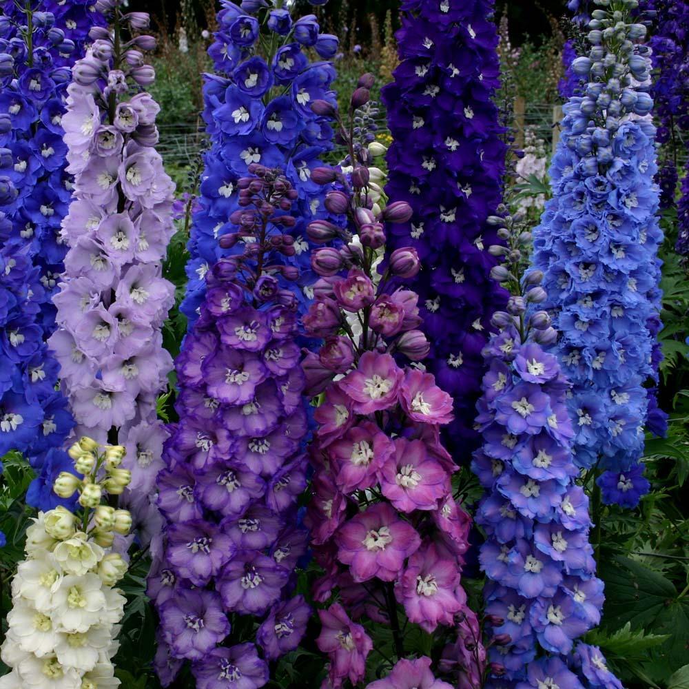 Yellow Delphinium Flower Seeds for Planting | Vibrant Perennial Blooms