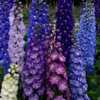 Yellow Delphinium Flower Seeds for Planting | Vibrant Perennial Blooms