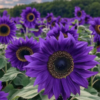 Purple Sunflower Flower seeds for Planting - Wildflower Mix, Heirloom & GMO Free Seeds for Home Garden