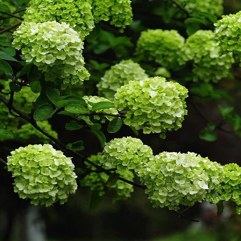 Hydrangea macrophylla Green Cloud Flower seeds for Planting - Seasonal Bloomer, Heirloom & GMO Free Seeds for Home Garden