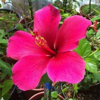 Pink Hibiscus Flower seeds for Planting - Premium Quality, Heirloom & GMO Free Seeds for Home Garden