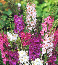 Oxtail Verbascum Flower seeds for Planting Premium Quality Heirloom & GMO Free Seeds for Home Garden