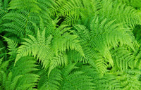 Light Green Fern Pteridophyta Seeds for Planting Garden Favorite Heirloom & GMO Free Seeds for Home Garden
 
 Sale