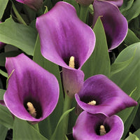 Calla Purple Flower seeds for Planting - Cottage Garden Essential, Heirloom & GMO Free Seeds for Home Garden