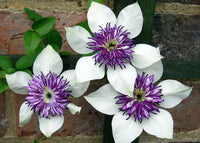 White Purple Clematis Flower seeds for Planting Premium Quality Heirloom & GMO Free Seeds for Home Garden
 
 Sale