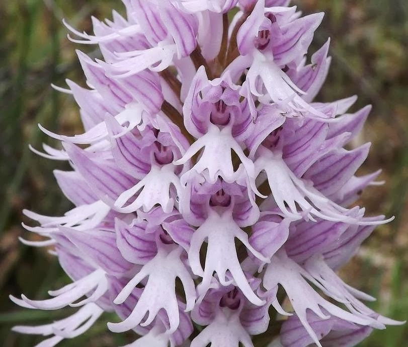 White Man Orchid Flower seeds for Planting - Low Maintenance, Heirloom & GMO Free Seeds for Home Garden