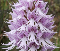 White Man Orchid Flower seeds for Planting - Low Maintenance, Heirloom & GMO Free Seeds for Home Garden