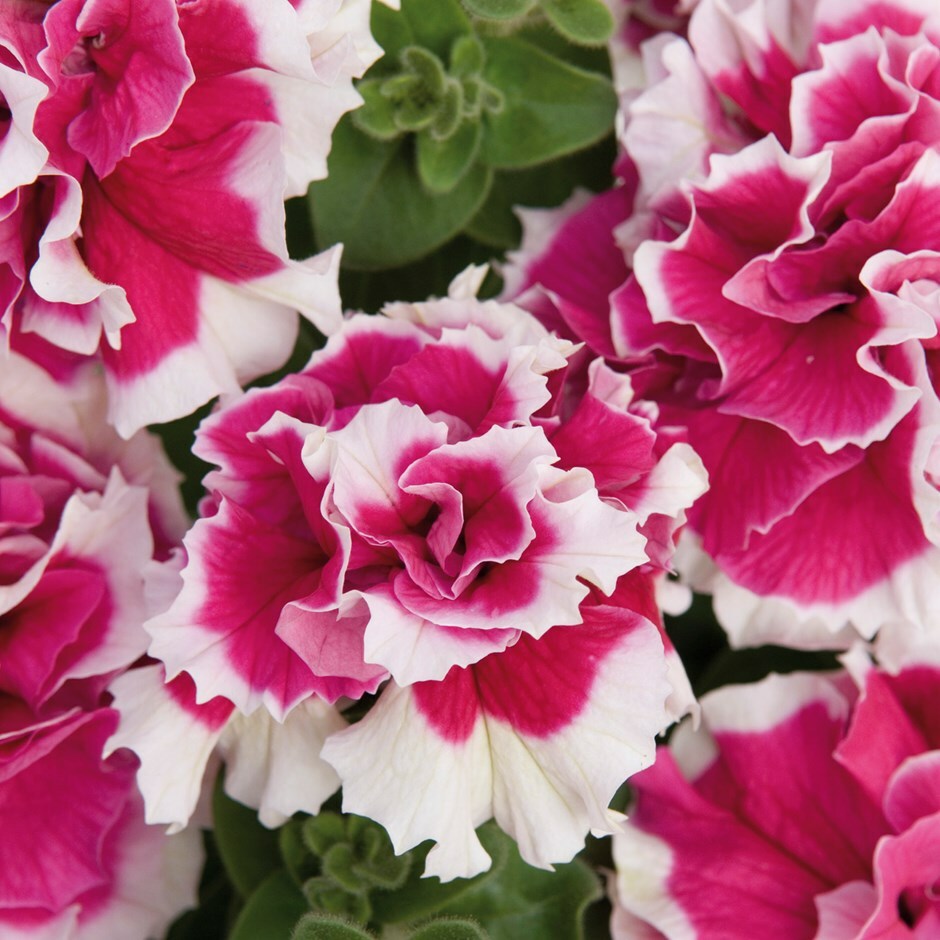 White Pink Double Petunia Flower Seeds for Planting  Seed for Lush Blooms, Ideal for Garden Beautification