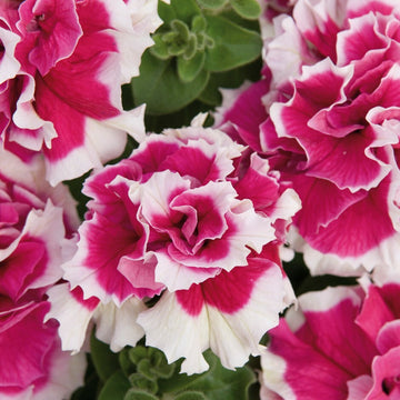 White Pink Double Petunia Flower Seeds for Planting  Seed for Lush Blooms, Ideal for Garden Beautification