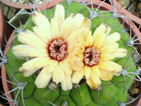 Yellow Marquezii Flower seeds for Planting - Hardy Variety, Heirloom & GMO Free Seeds for Home Garden