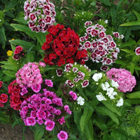 Dianthus Wee Willie Mix Seeds – Charming Perennial Dwarf Flower Variety