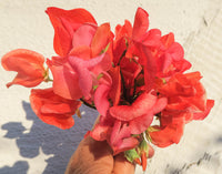 Deep Red Sweet Pea Flower Seeds for Planting Cut Flower Favorite Heirloom & GMO Free Seeds for Home Garden
 
 Sale