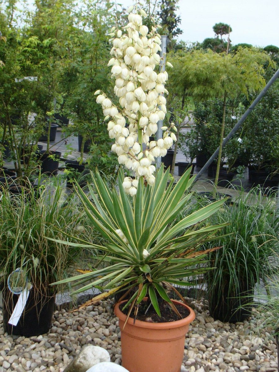 Yellow Yucca Plant Seeds for Easy Planting