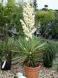 Yellow Yucca Plant Seeds for Easy Planting