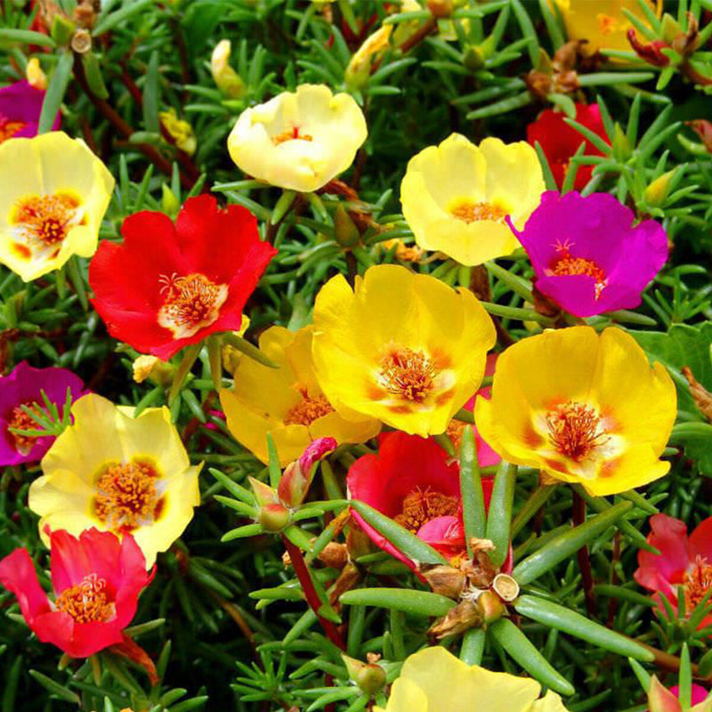 Carpet Moss Rose Flower seeds for Planting Colorful Display Heirloom & GMO Free Seeds for Home Garden