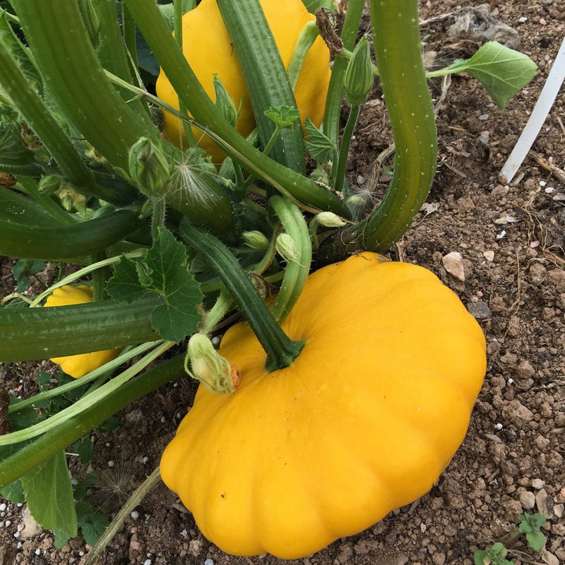 Yellow Scallop Vegetable Seeds  Perfect for Planting