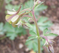 Columbine Viridiflora Flower seeds for Planting Drought Tolerant Heirloom & GMO Free Seeds for Home Garden