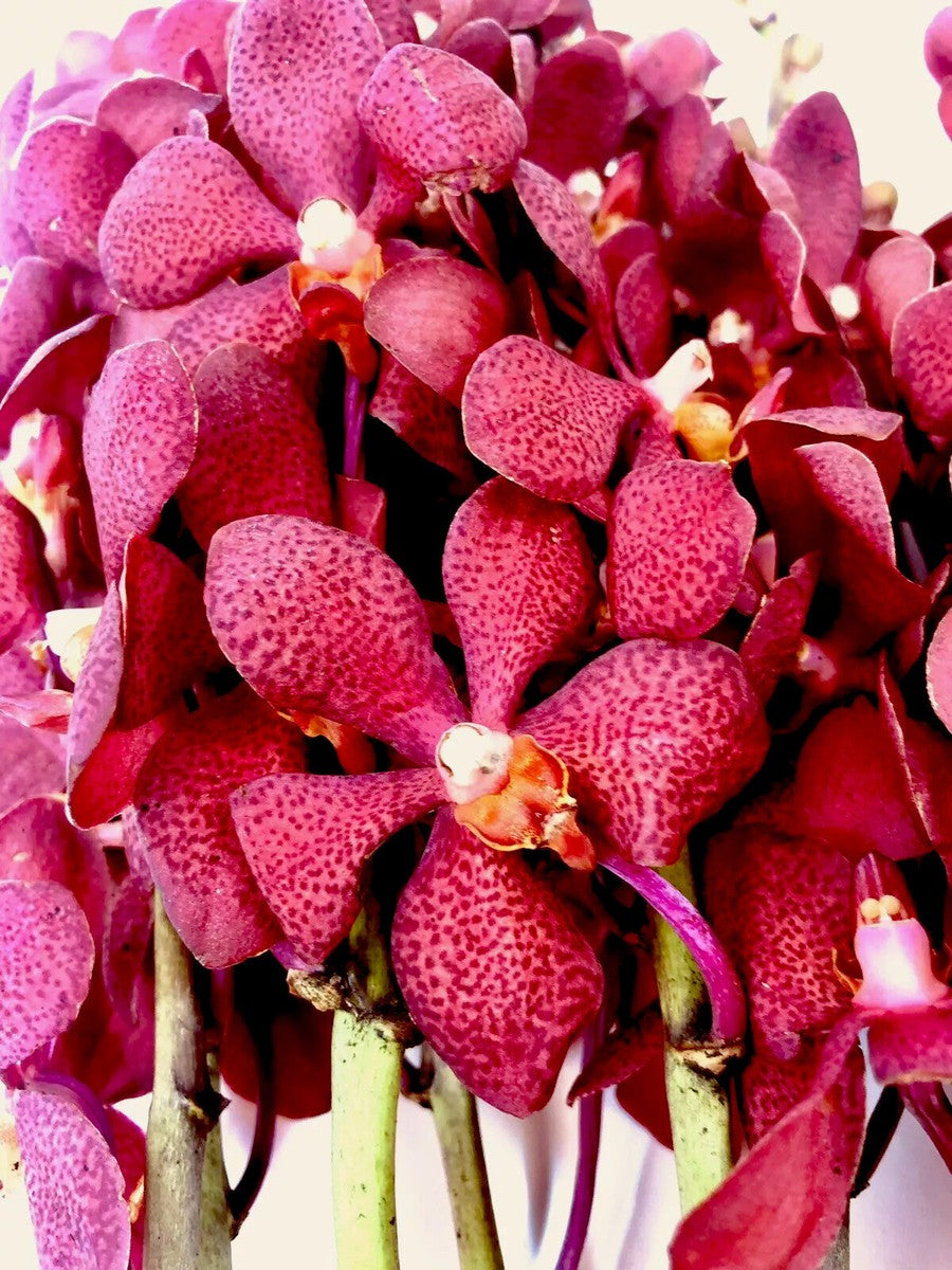 Deep Red Orchid Flower Seeds – Colorful Display Heirloom & NonGMO Seeds for Planting Home Garden
 
 Sale