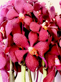 Deep Red Orchid Flower Seeds – Colorful Display Heirloom & NonGMO Seeds for Planting Home Garden
 
 Sale