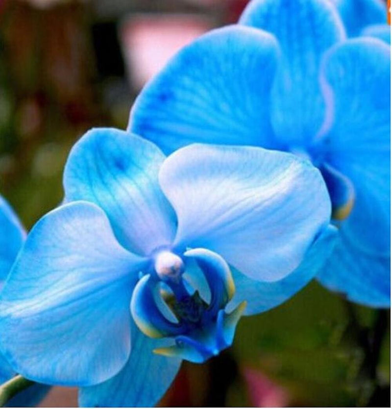 Blue White Phalaenopsis Orchid Flower Seeds for Planting Cottage Garden Essential Heirloom & GMO Free Seeds for Home Garden
 
 Sale