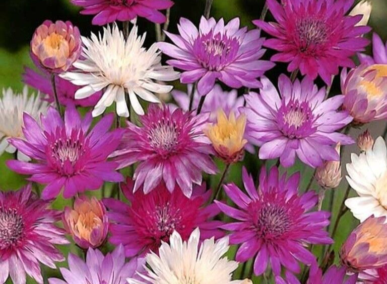 Heirloom Immortelle Flower seeds for Planting Shade Tolerant Heirloom & GMO Free Seeds for Home Garden