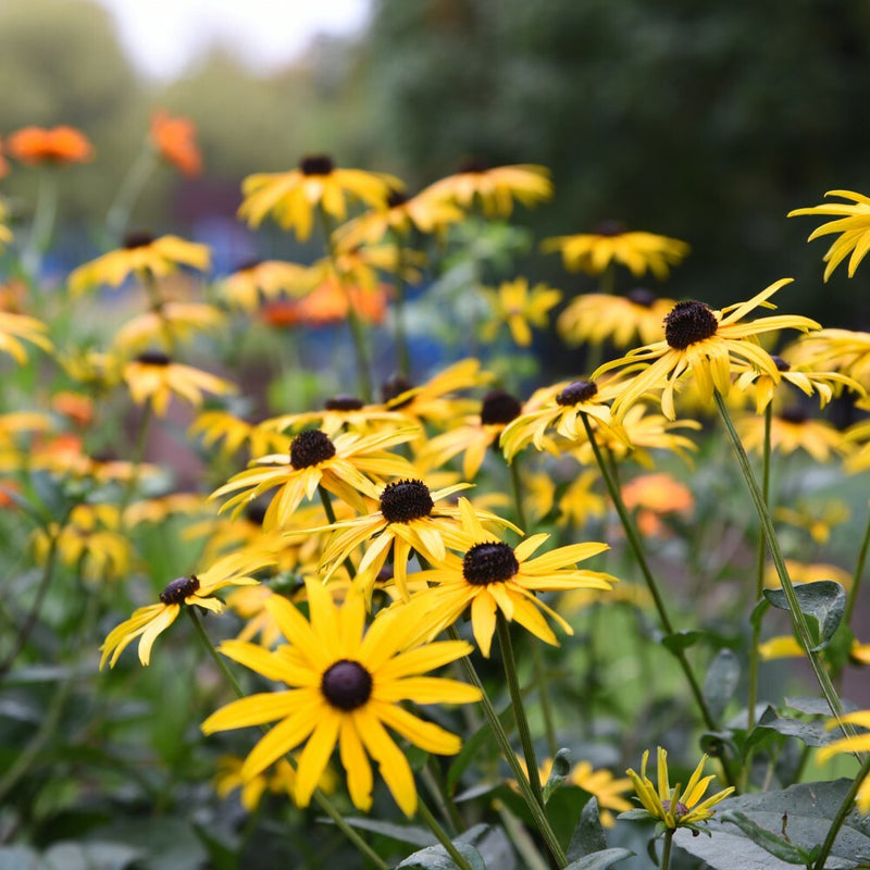 Yellow Rudbeckia Goldstrum Flower seeds for Planting - Compact Growth, Heirloom & GMO Free Seeds for Home Garden