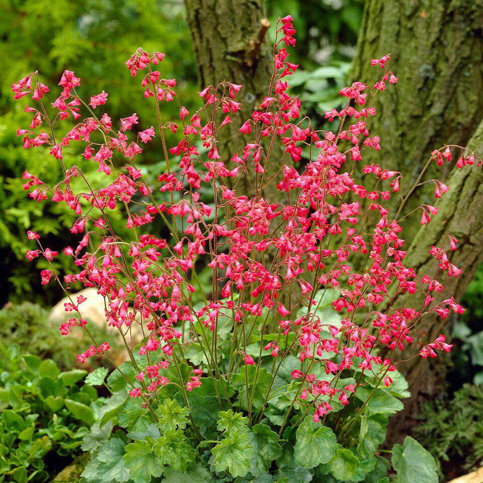 Pink Heuchera Seeds for Planting - Stunning Garden Perennials