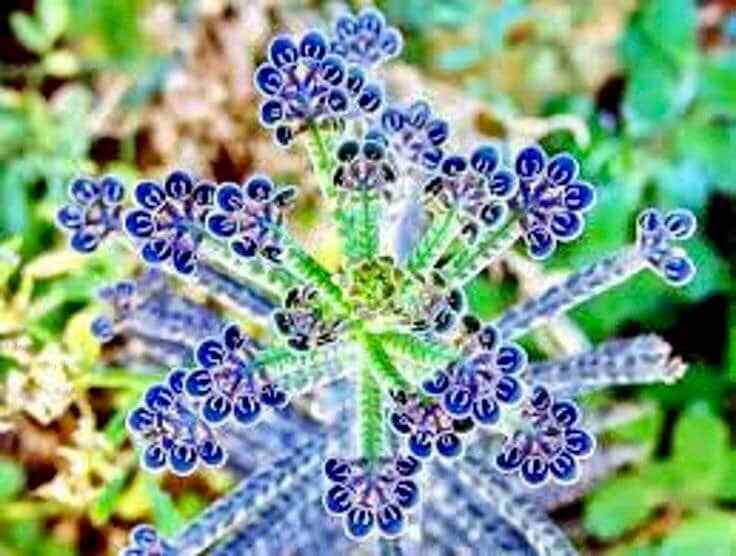 Blue Kalanchoe Flower seeds for Planting - Vibrant Colors, Heirloom & GMO Free Seeds for Home Garden