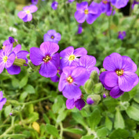 Mixed Aubrieta Flower Seeds for Planting Sun Loving Heirloom & GMO Free Seeds for Home Garden
 
 Sale