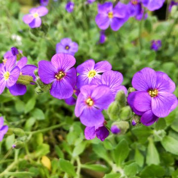 Mixed Aubrieta Flower Seeds for Planting Sun Loving Heirloom & GMO Free Seeds for Home Garden
 
 Sale