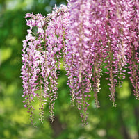 Pink Blue Wisteria Flower seeds for Planting Vibrant Colors Heirloom & GMO Free Seeds for Home Garden 
 
 Sale