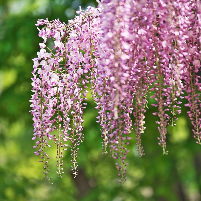 Pink Blue Wisteria Flower seeds for Planting Vibrant Colors Heirloom & GMO Free Seeds for Home Garden 
 
 Sale