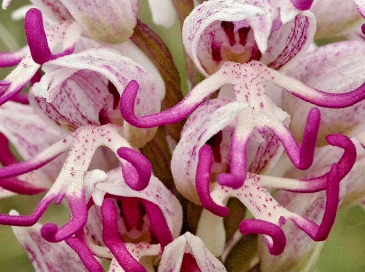 Naked Man Orchid Seeds for Planting - Unique Flowering Plant Seeds
