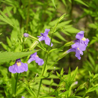 Mimulus Purple Monkey Flower Seeds for Colorful Shade Gardens