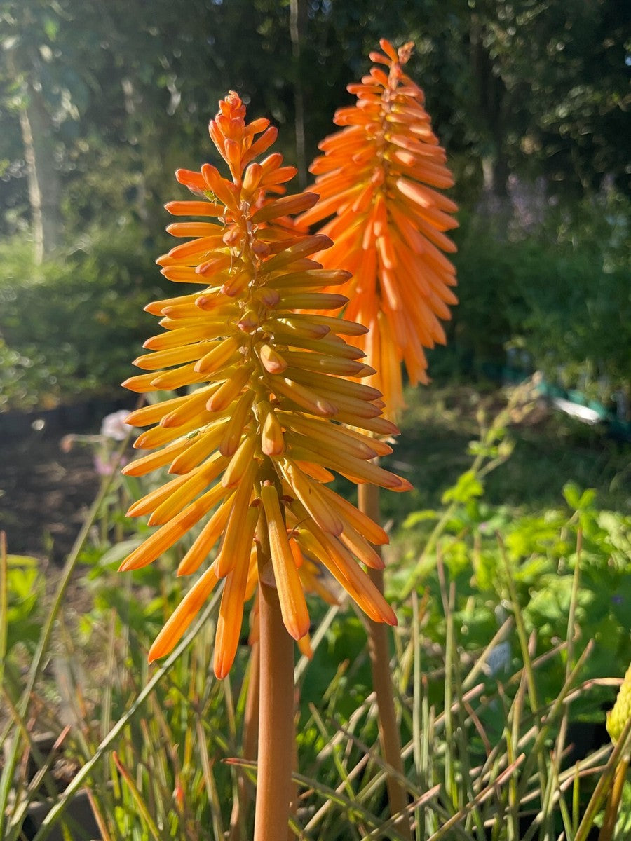 Orange Kniphofia Flower seeds for Planting Hardy Variety Heirloom & GMO Free Seeds for Home Garden
 
 Sale