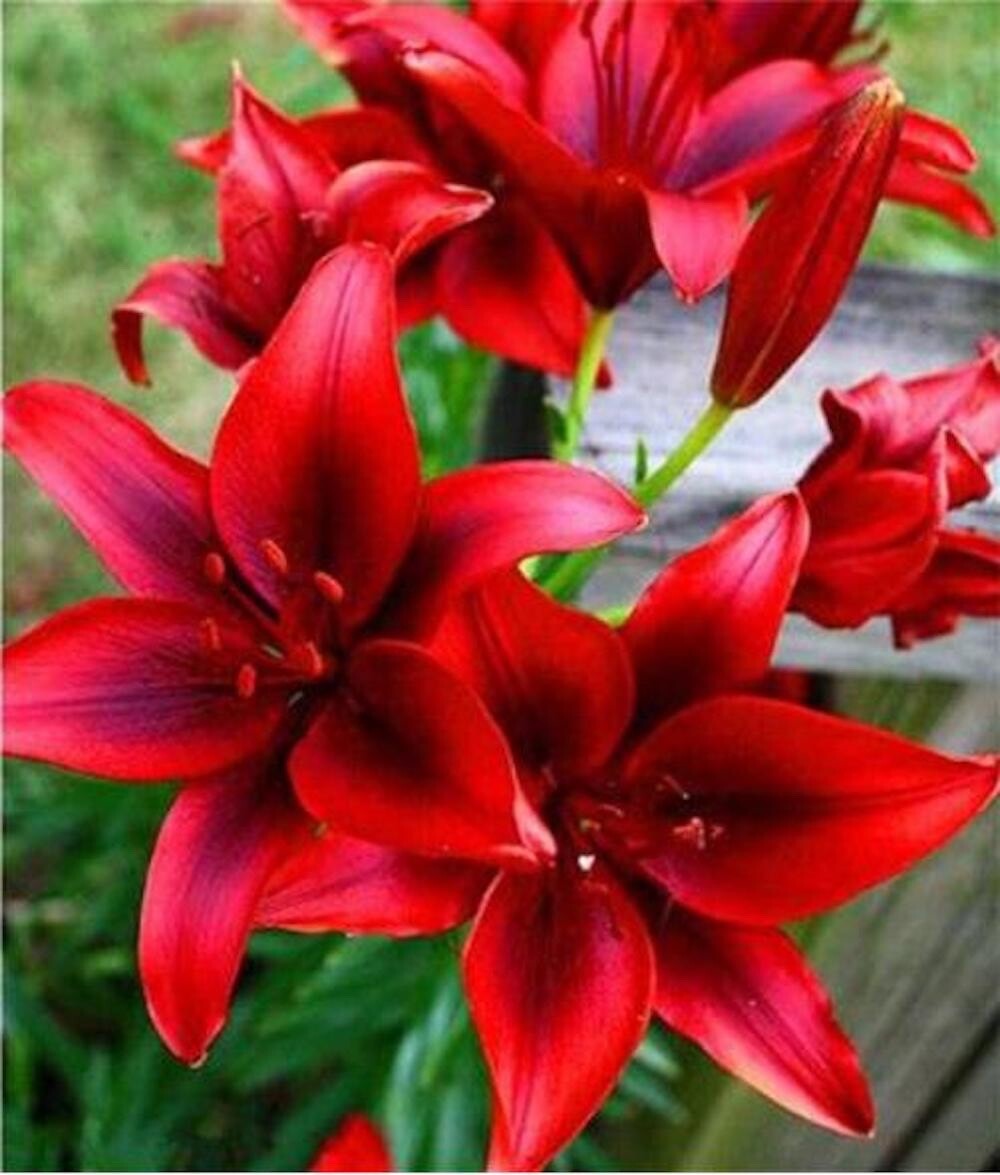 Dark Red Lilium Flower Seeds for Planting Wildflower Mix Heirloom & GMO Free Seeds for Home Garden
 
 Sale