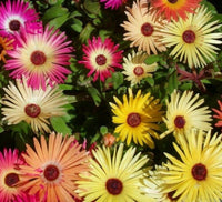 Pink Dorotheanthus Flower seeds for Planting - Colorful Display, Heirloom & GMO Free Seeds for Home Garden