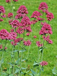Jupiter's Beard Flower seeds for Planting Low Maintenance Heirloom & GMO Free Seeds for Home Garden 
 
 Sale