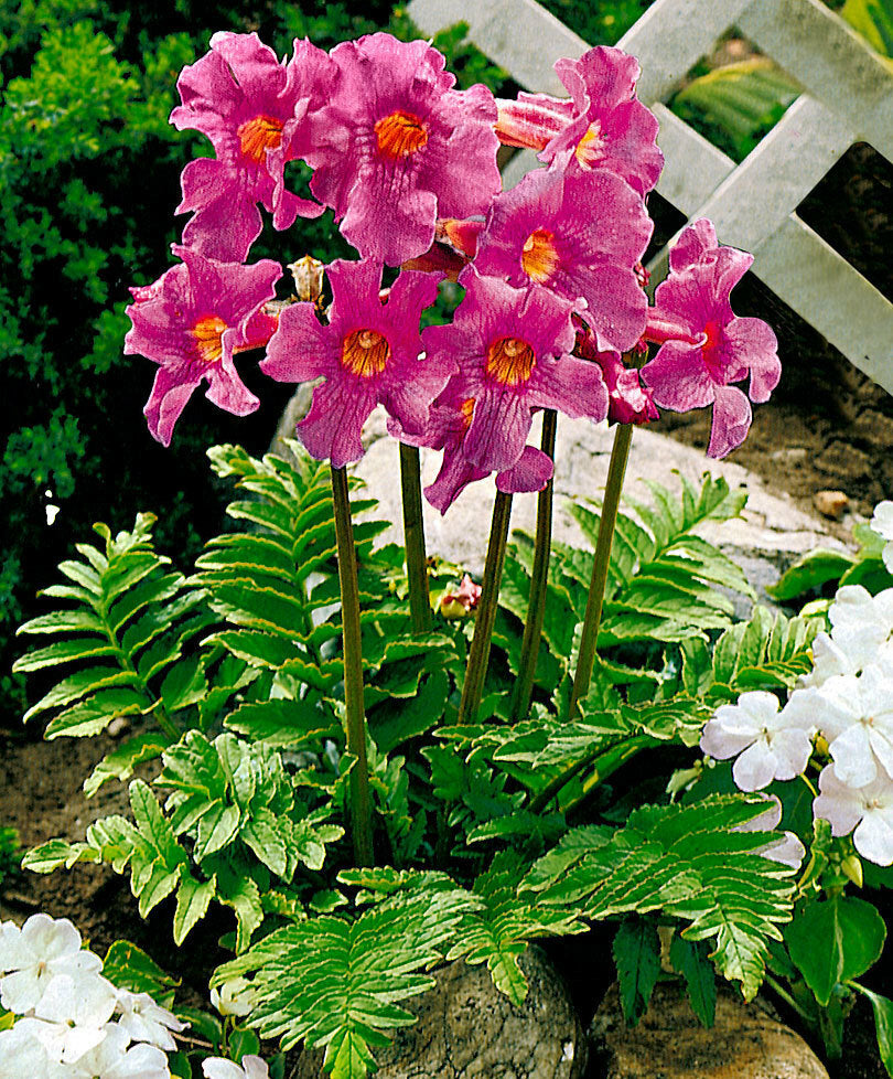Fern Flower seeds for Planting - Cottage Garden Essential, Heirloom & GMO Free Seeds for Home Garden