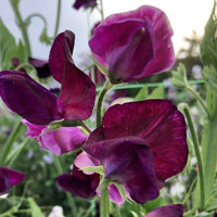 Sweet Pea Winter Elegance Burgundy – Elegant Climbing Flower Seeds