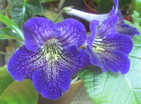 Cape Primrose Seeds for Planting  Vibrant Flower Seeds for Your Garden