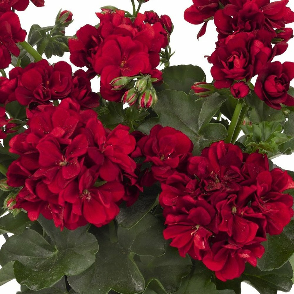 Maroon Red Geranium Flower Seeds for Planting Garden Favorite Heirloom & GMO Free Seeds for Home Garden
 
 Sale