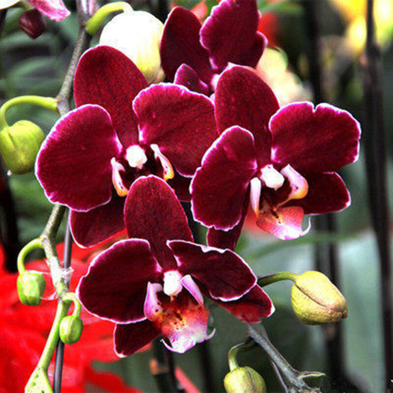 Maroon Butterfly Orchids Flower seeds for Planting - Perfect for Borders, Heirloom & GMO Free Seeds for Home Garden