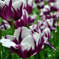 White Purple Tulip Flower seeds for Planting Shade Tolerant Heirloom & GMO Free Seeds for Home Garden