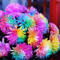 Chrysanthemum Flower Seeds for Gardening & Planting - Beautiful Blooms