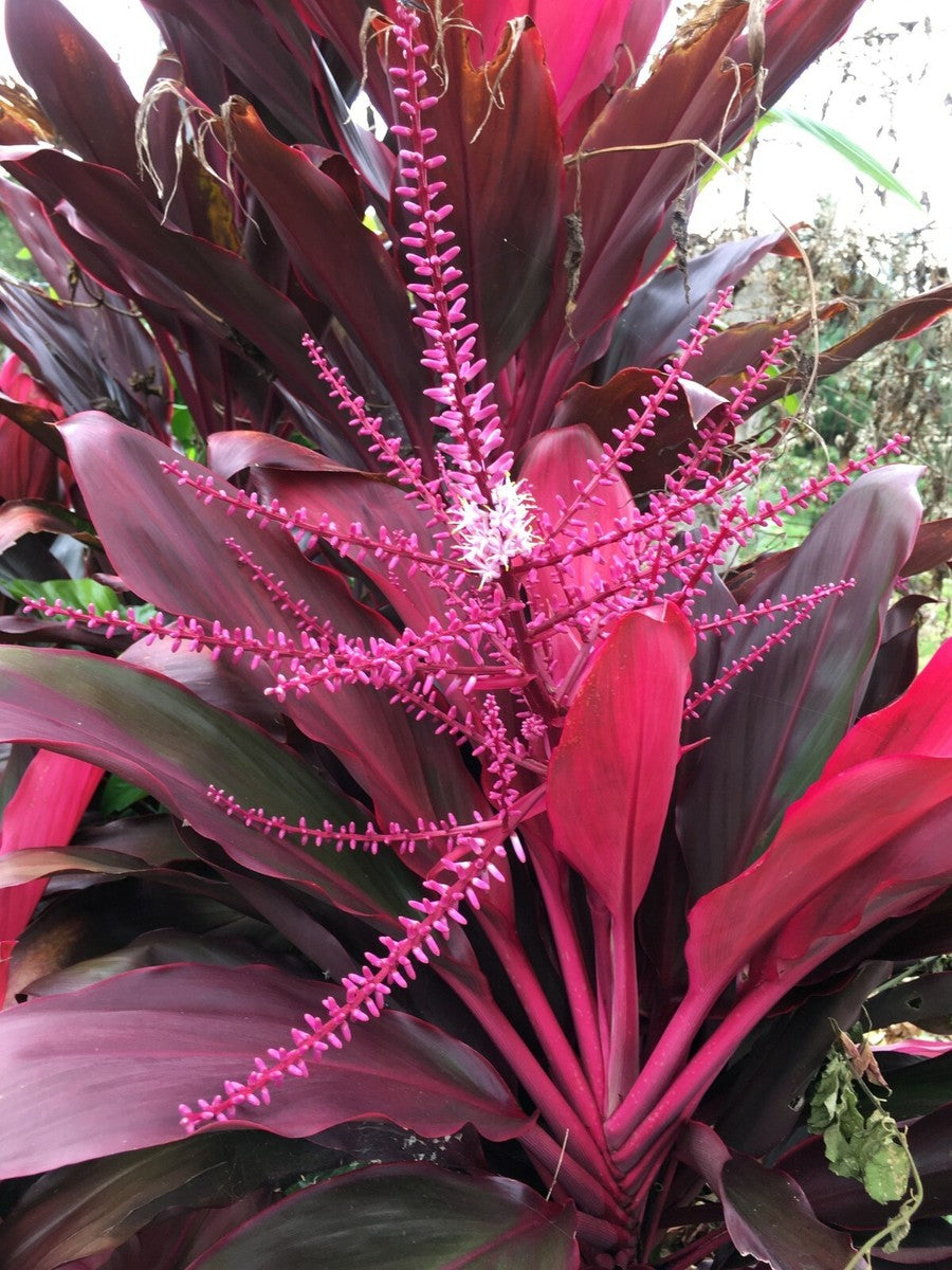 Cordyline Flower seeds for Planting Low Maintenance Heirloom & GMO Free Seeds for Home Garden