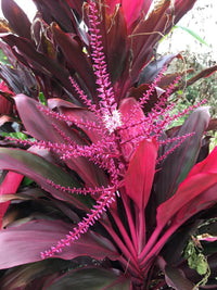 Cordyline Flower seeds for Planting Low Maintenance Heirloom & GMO Free Seeds for Home Garden