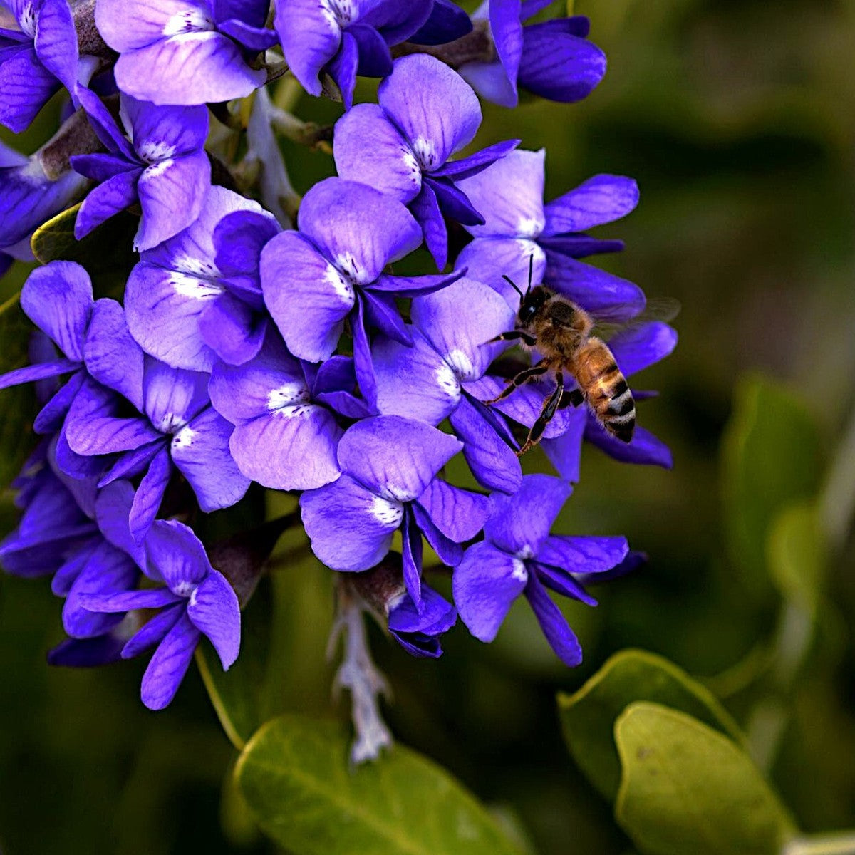 Mescal Bean Seeds for Planting - Texas Mountain Laurel